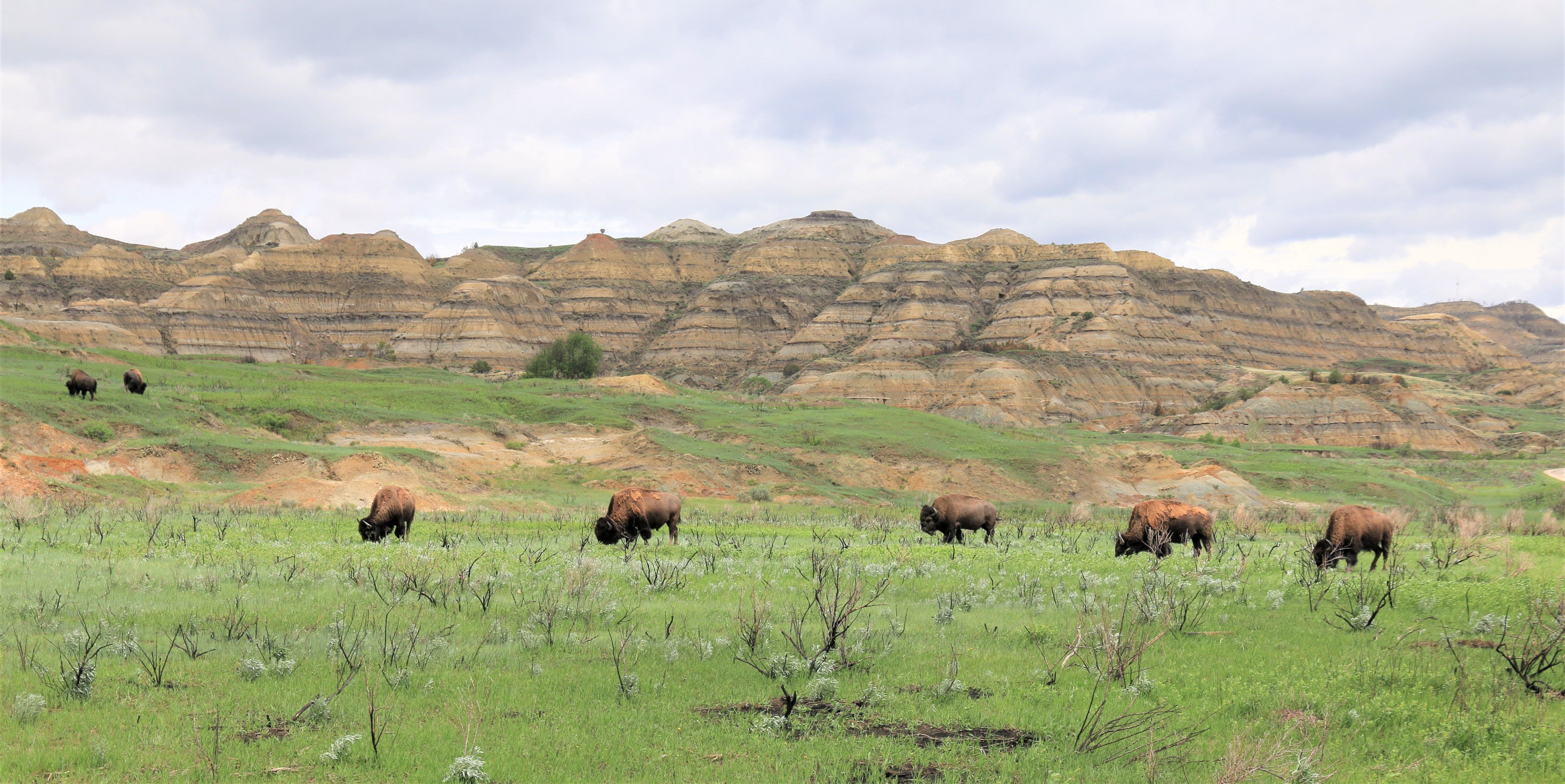 Theodore Roosevelt NP